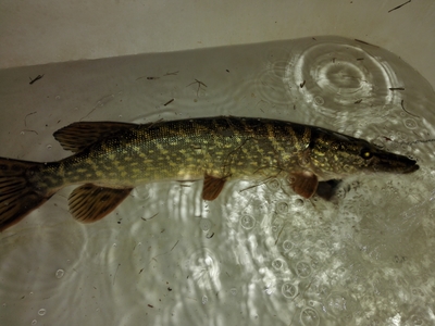 Northern Pike