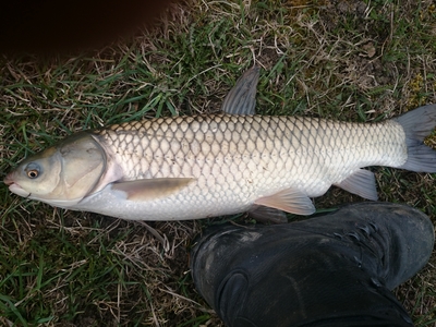 Grass carp