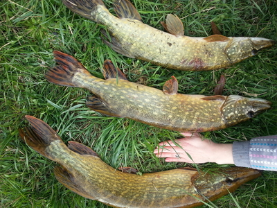 Northern Pike