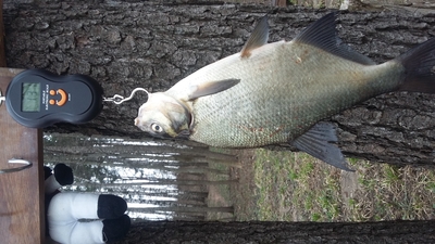 Carp bream