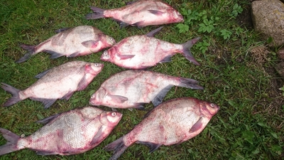 Carp bream