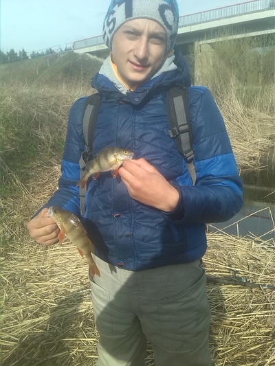 Eurasian perch