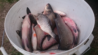 Carp bream