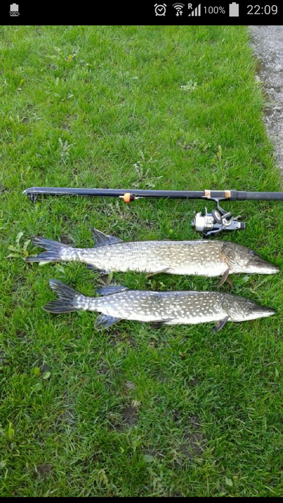 Northern Pike