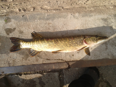 Northern Pike