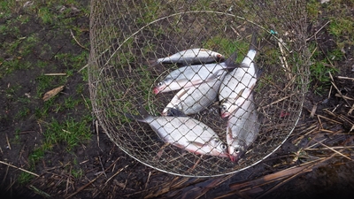 Carp bream