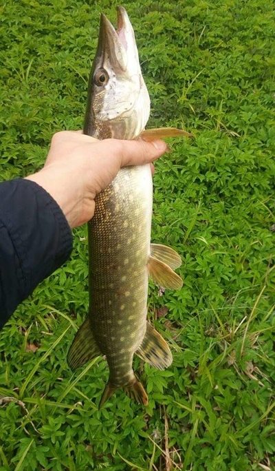 Northern Pike