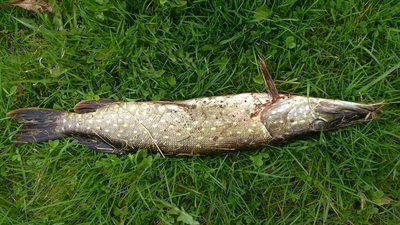 Northern Pike