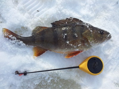 Eurasian perch