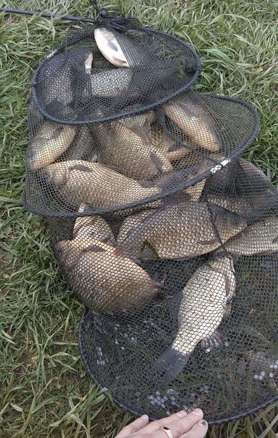 Crucian carp