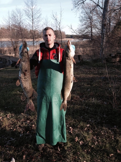 Northern Pike