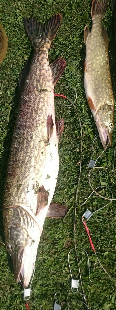 Northern Pike