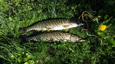 Northern Pike