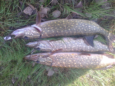 Northern Pike