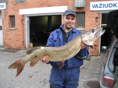 Northern Pike