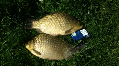 Crucian carp