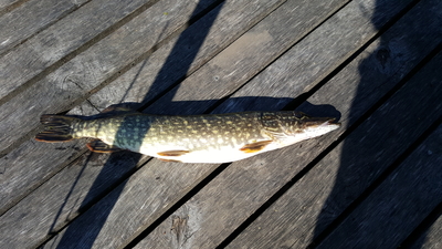 Northern Pike