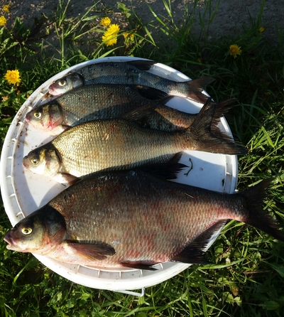 Carp bream