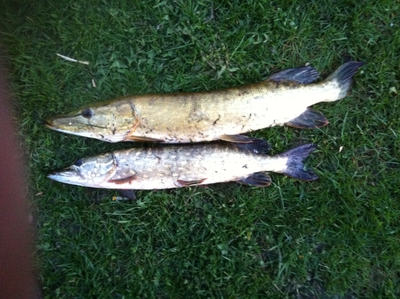 Northern Pike