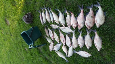Carp bream