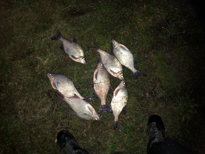Carp bream