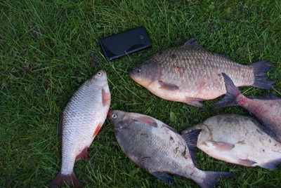 Crucian carp