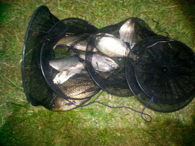 Carp bream