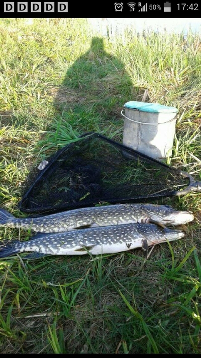 Northern Pike