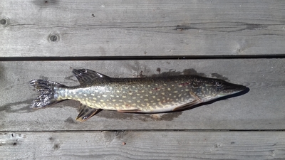 Northern Pike