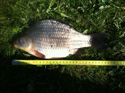 Prussian carp