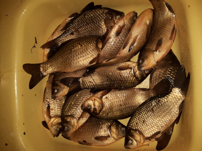 Prussian carp