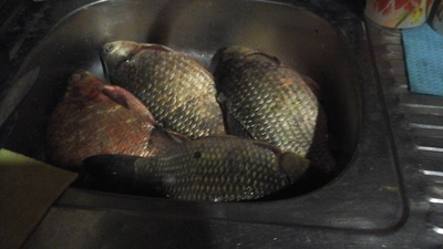 Crucian carp