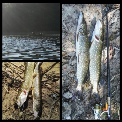 Northern Pike