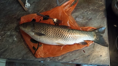 Grass carp