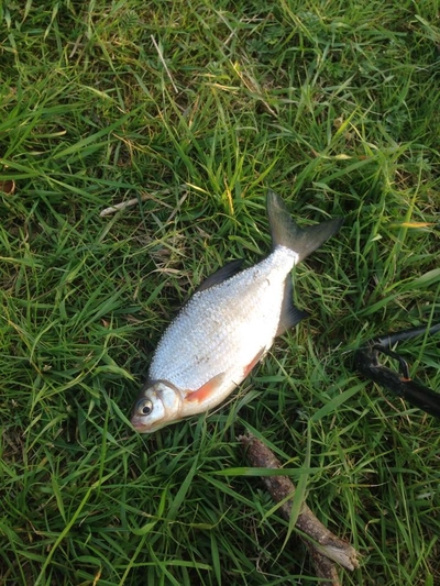Silver Bream
