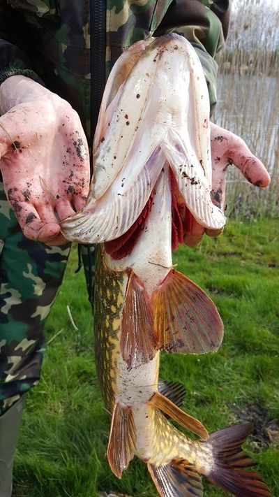 Northern Pike