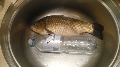 Crucian carp