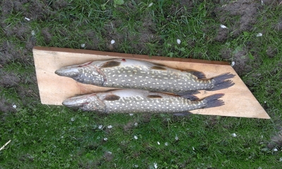 Northern Pike