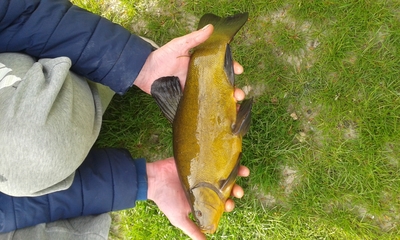 Tench