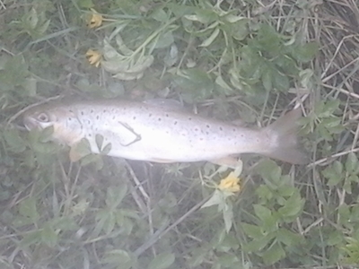 Brown Trout