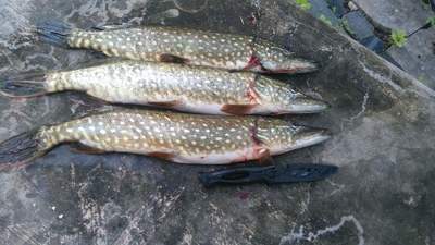 Northern Pike