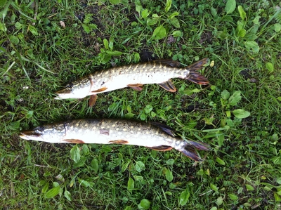 Northern Pike