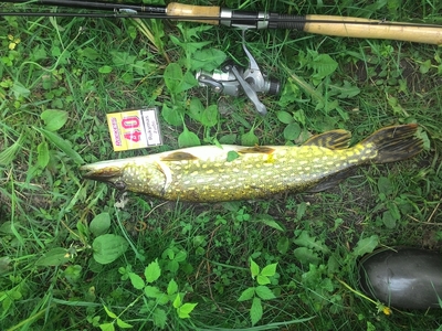 Northern Pike