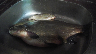 Carp bream