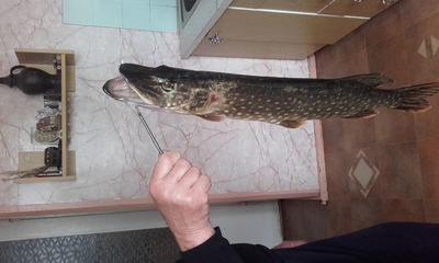Northern Pike