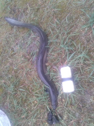 European eel
