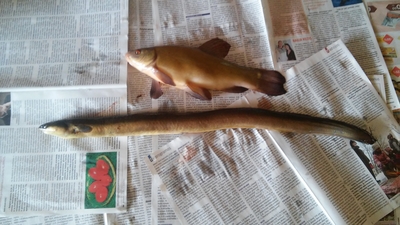 European eel