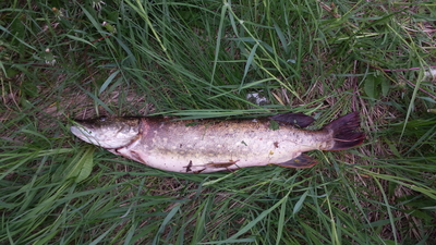 Northern Pike
