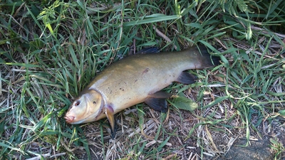 Tench