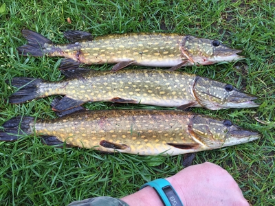 Northern Pike